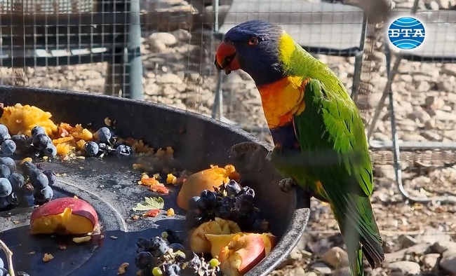 Зоопарк за екзотични птици „Птичи рай“ отвори врати днес в Сливен