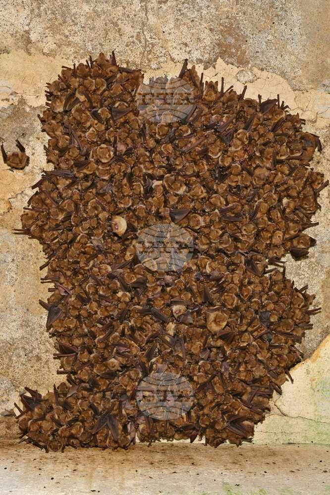World's Largest Nursery Colony of Two Bat Species Found in Bulgaria's Rhodope Mountains