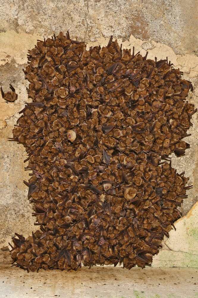 World's Largest Nursery Colony of Two Bat Species Found in Bulgaria's Rhodope Mountains