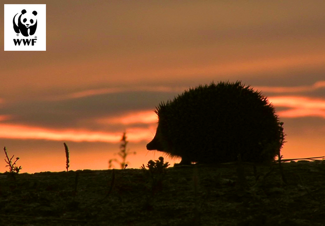 WWF Bulgaria Launches "Subscribe to Nature" Campaign