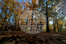 Есен - парк - хубаво време