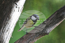 Варна - Морска градина - ежедневие