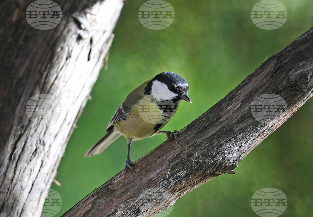 Варна - Морска градина - ежедневие