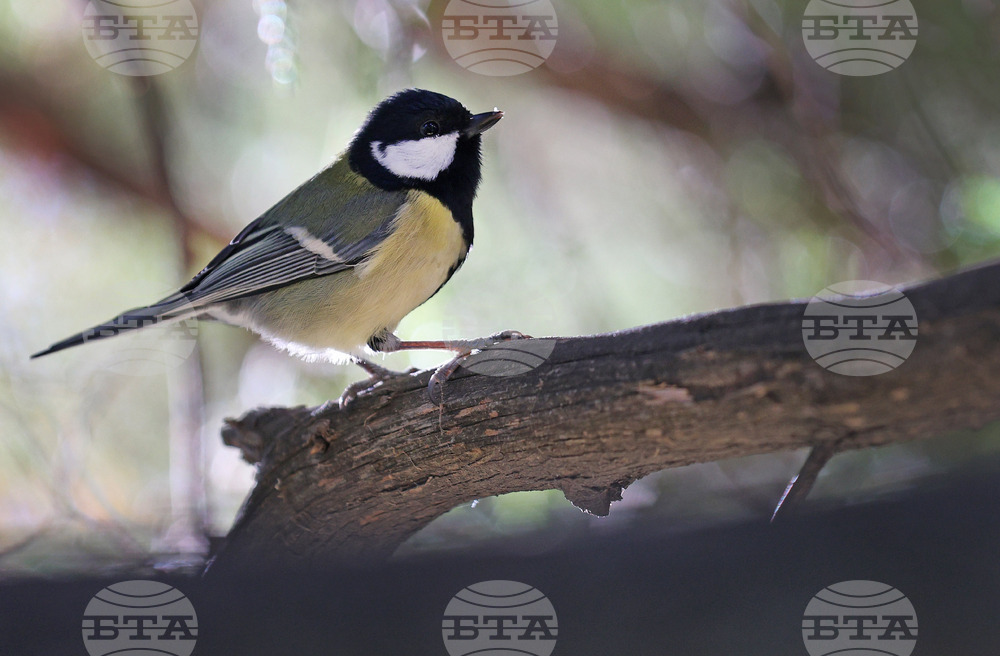 Варна - Морска градина - ежедневие