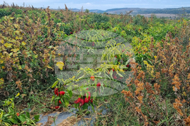 Търговище - зеленчуци - реколта