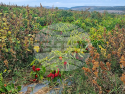 Търговище - зеленчуци - реколта