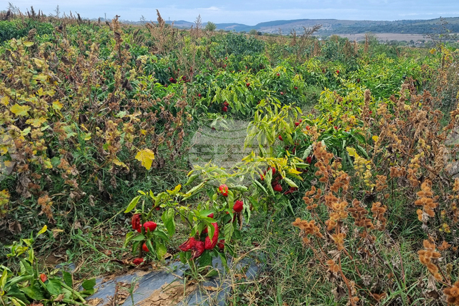  Търговище - зеленчуци - реколта