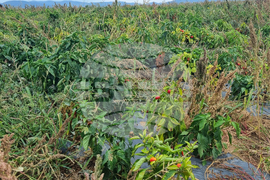 Търговище - зеленчуци - реколта