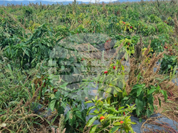 Търговище - зеленчуци - реколта