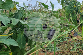 Търговище - зеленчуци - реколта