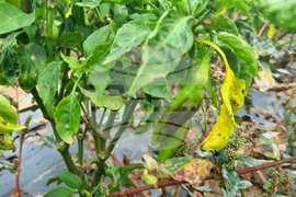 Търговище - зеленчуци - реколта