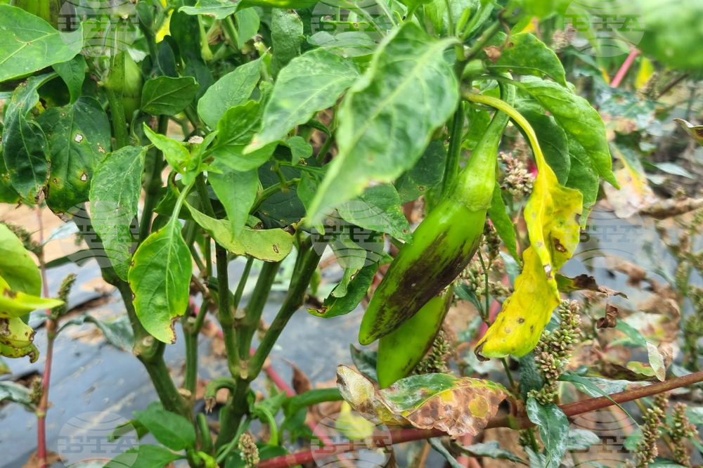 Търговище - зеленчуци - реколта