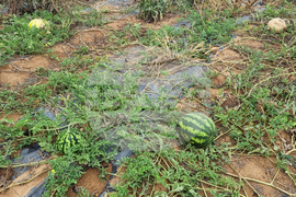 Търговище - земеделие - реколта