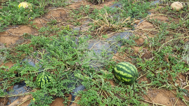 От 2 февруари стопаните могат да заявяват подпомагане за пропаднали площи от градушка, буря и проливен дъжд, наводнение и суша, настъпили през 2025 г.