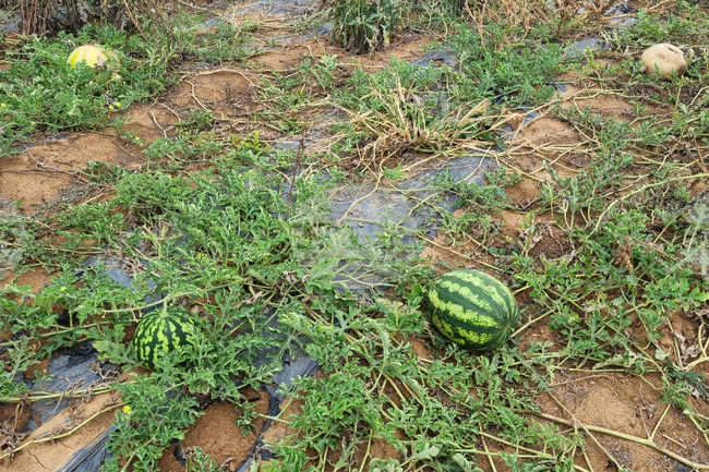 Над 10 000 декара с плодове са унищожени от сушата, алармира браншова камара "Плодове и зеленчуци" 