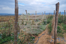 Търговище - зеленчуци - реколта