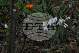 Бургас - кокичета