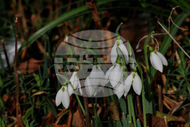 Бургас - кокичета