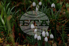 Бургас - кокичета