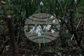 Бургас - кокичета