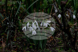 Бургас - кокичета